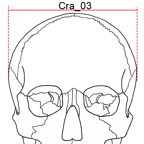 Cranium, Cra_03