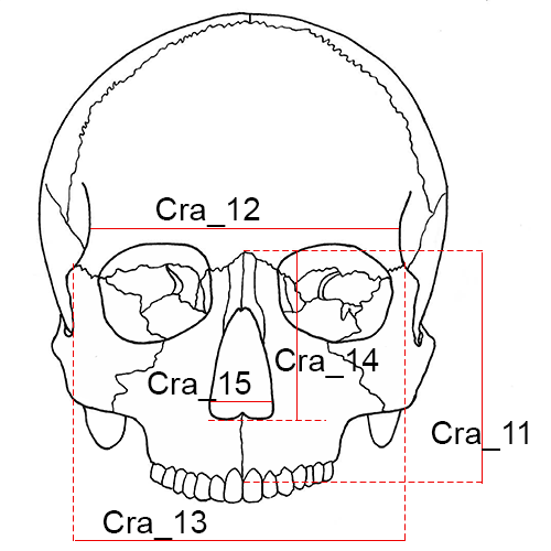 Cranium, Cra_11-
