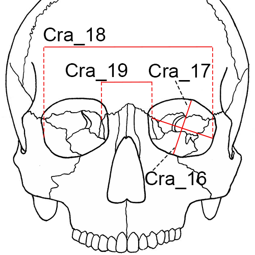 Cranium, Cra_16-
