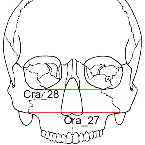 Cranium, Cra_27-28