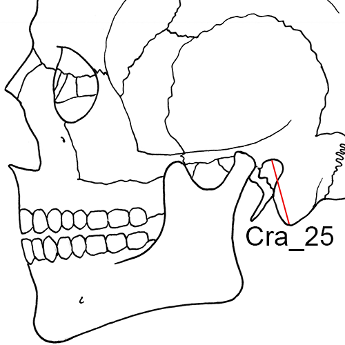 Cranium, Cra_25