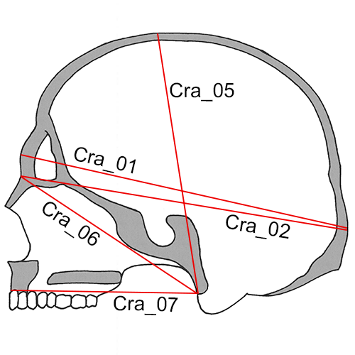 Cranium, Cra_01-06