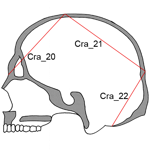 Cranium, Cra_20-22-