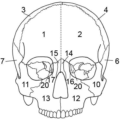 Cranium anterior