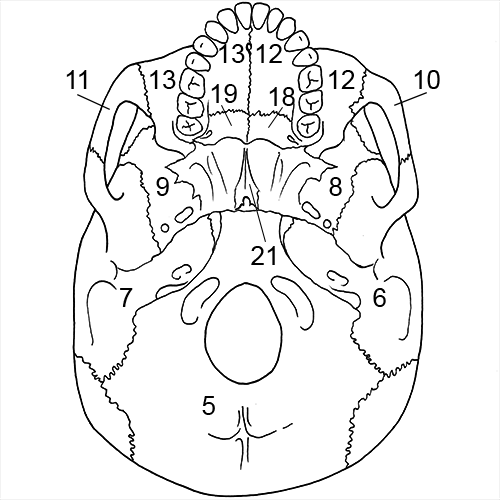 Cranium inferior