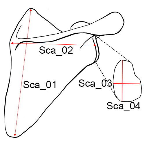 Scapula