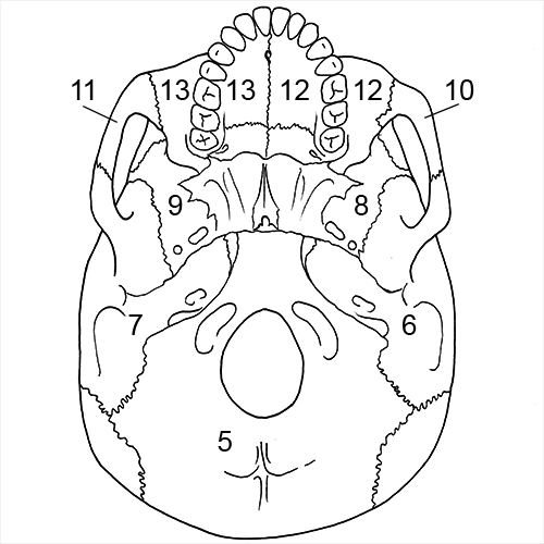 Cranium inferior