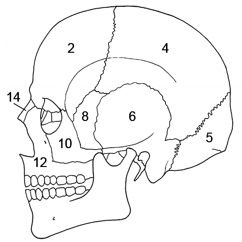 Skull left