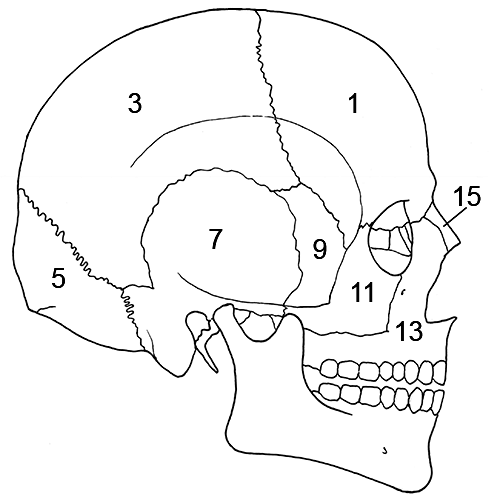 Skull right