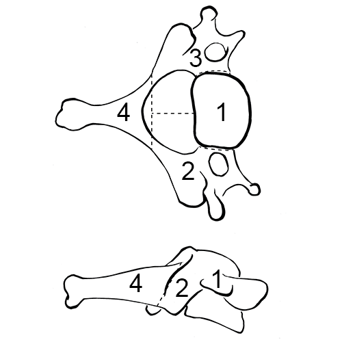 Cervical vertebra