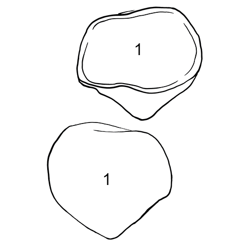 Patella
