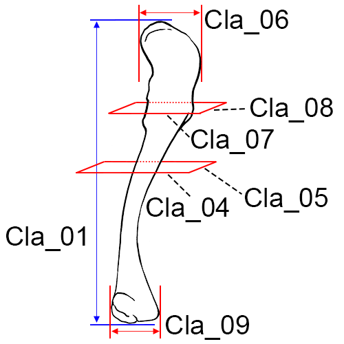 Clavicle