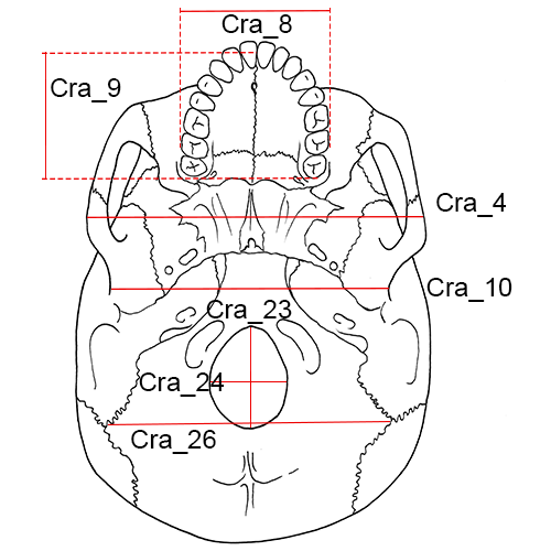 Cranium, Cra_04-