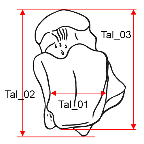 Talus