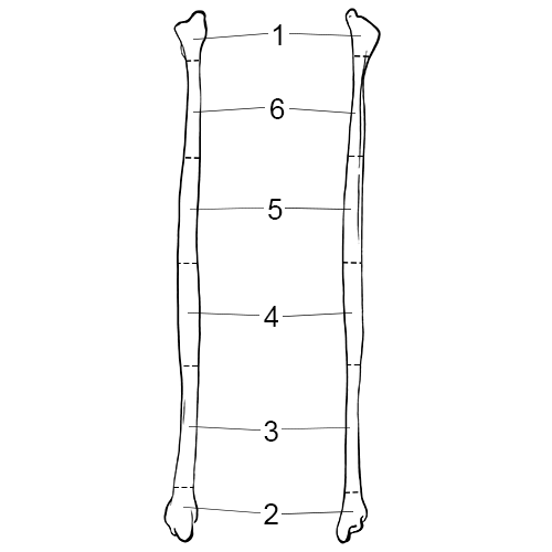 Fibula