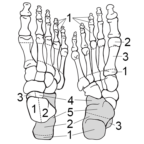 Foot