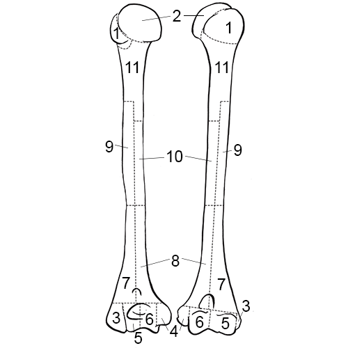 Humerus