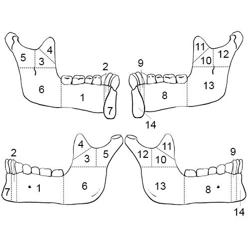 Mandible