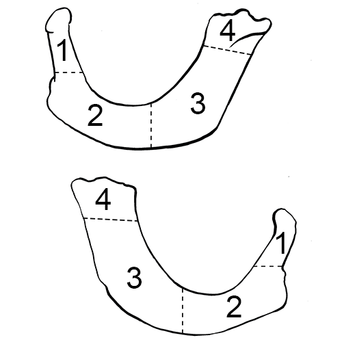 Rib1