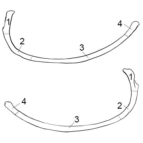 Ribs
