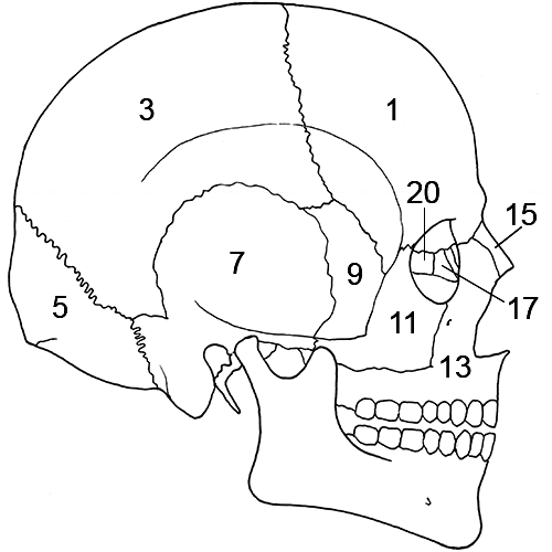 Skull right