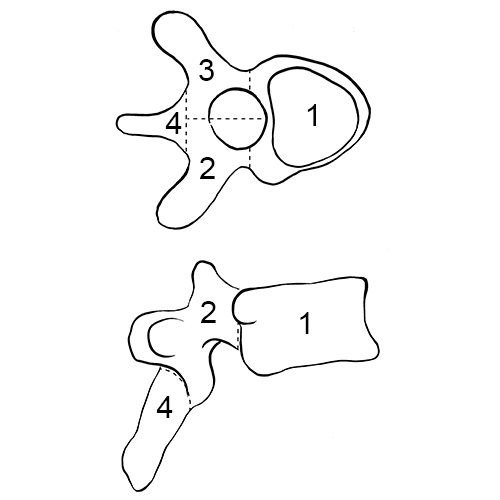 Thoracic vertebra