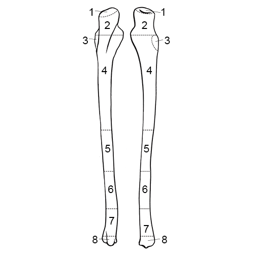 Ulna