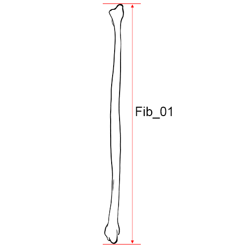 Fibula