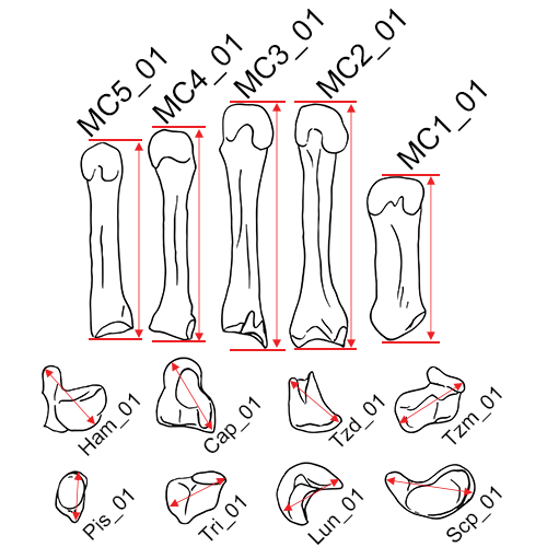 Hands