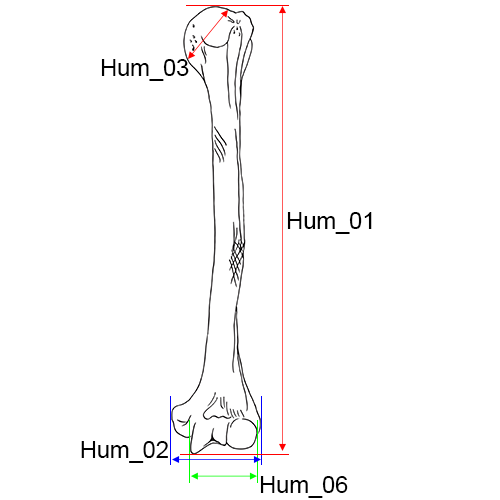 Humerus