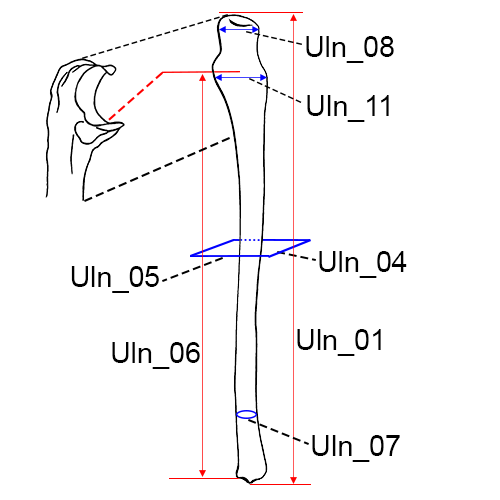 Ulna