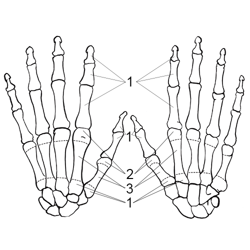 Hand