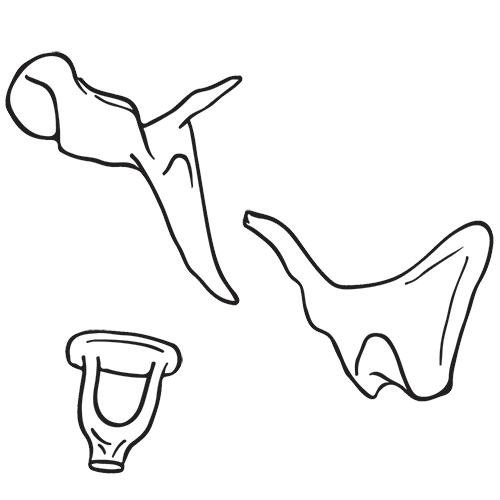 Ossicles