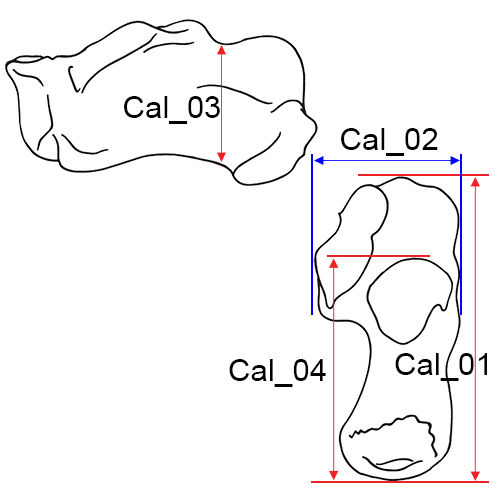 Calcaneus