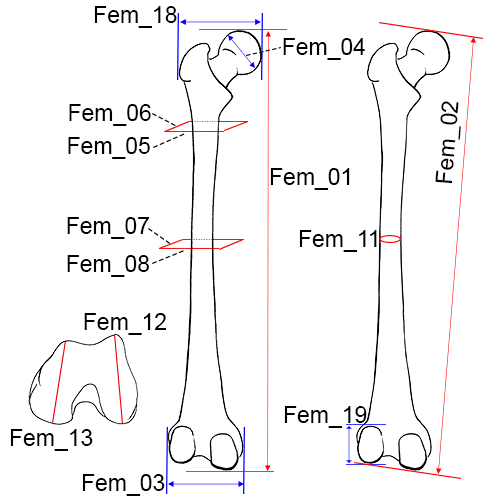 femur