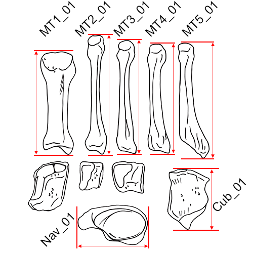 Feet