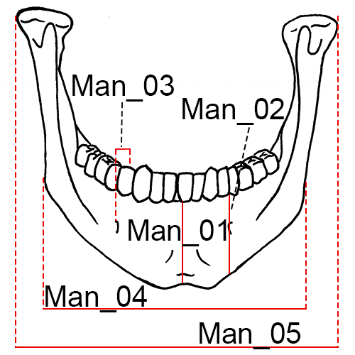 Mandible_anterior