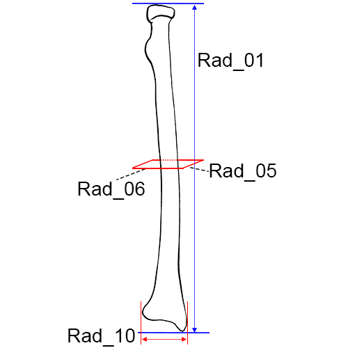 Radius