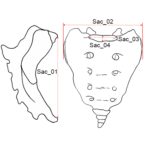Sacrum