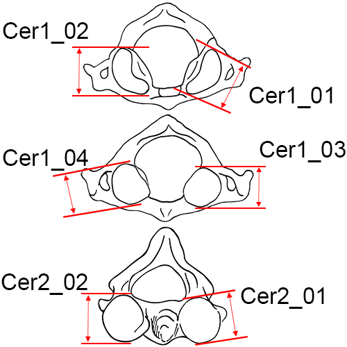 Vertebrae