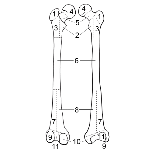 Femur