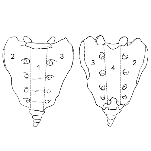 Sacrum
