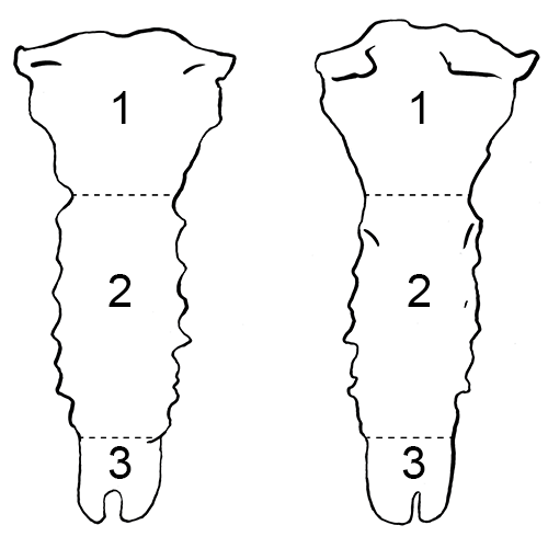 Sternum